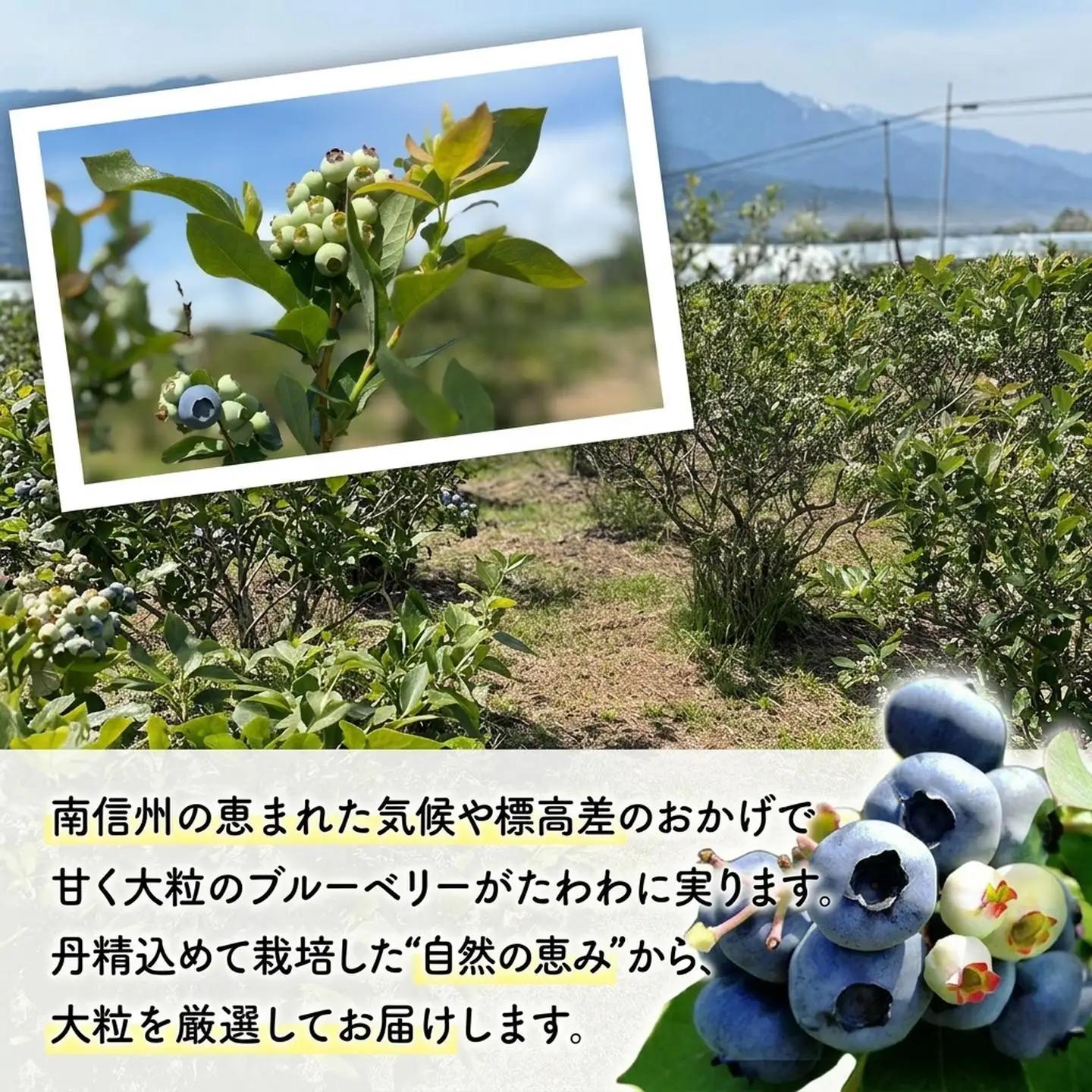 A-118　生ブルーベリー 約1kg（100g×10パック） 【2027発送分】
