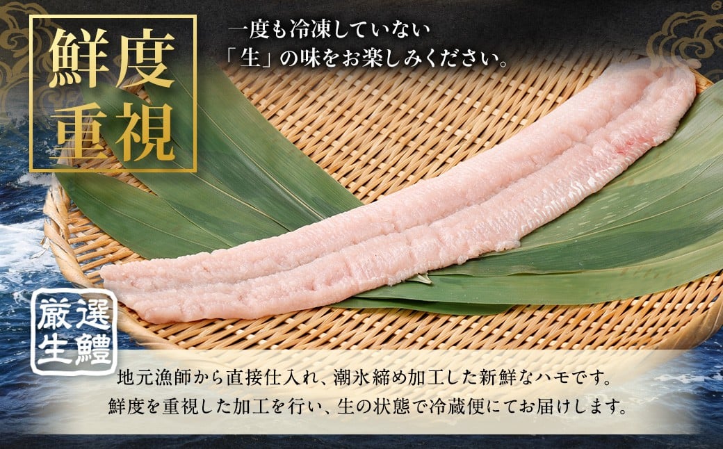 のぞみ水産 潮氷締め（野〆） 骨切り ピンク生鱧 約500g 寒ハモ