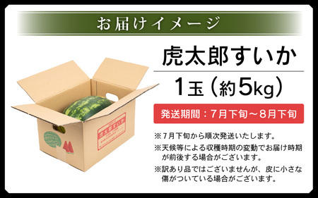 【先行予約】甘味が強い 虎太郎すいか 約5kg 1玉 数量限定 産地直送【果物 フルーツ】【2024年7月下旬より順次発送】 [e58-a001]