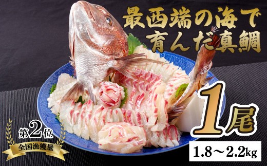 
                  九十九島産 真鯛 1尾 1.8～2.2kg 下処理済み 産地直送 新鮮 鯛 タイ 鮮魚 鯛飯 鯛鍋 刺身 ユイコウ 長崎県 佐世保市
                