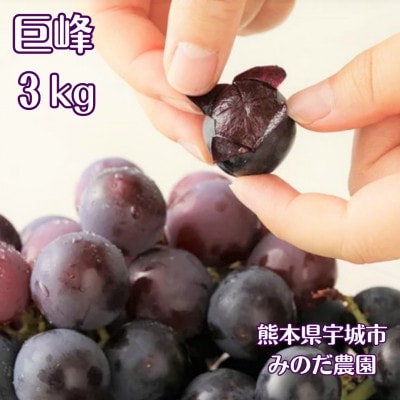 【先行予約】【数量限定】熊本県 宇城市産 巨峰 ぶどう 3kg 【みのだ農園】【配送不可地域：離島】【1429290】