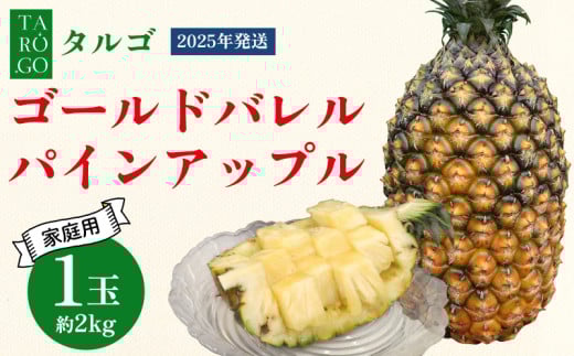 【規格外・家庭用】TARUGO　ゴールドバレルパイン約2kg（1玉）2025年発送 家庭用 パイン パインアップル パイナップル タルゴ タルゴゴールド ゴールドバレル 葉ナシ ご自宅用 訳あり 国産パイン 規格外 生産者応援 農家応援 高級フルーツ 大玉 国産 やんばる 沖縄 東村