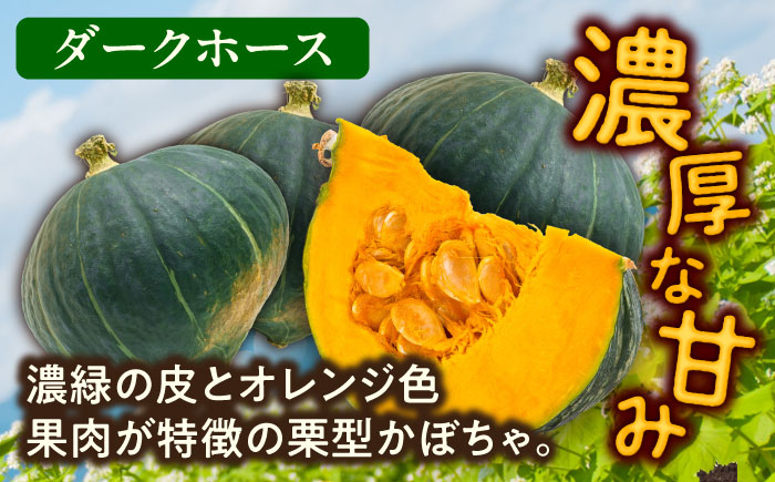 北海道 かぼちゃ ダークホース 2個 《足寄町》【足寄アグリバイオ株式会社】 かぼちゃ カボチャ ダークホース ハロウィン グラタン スープ 旬 新鮮 北海道産 道産 寒冷地 あしょろ [BEAC00