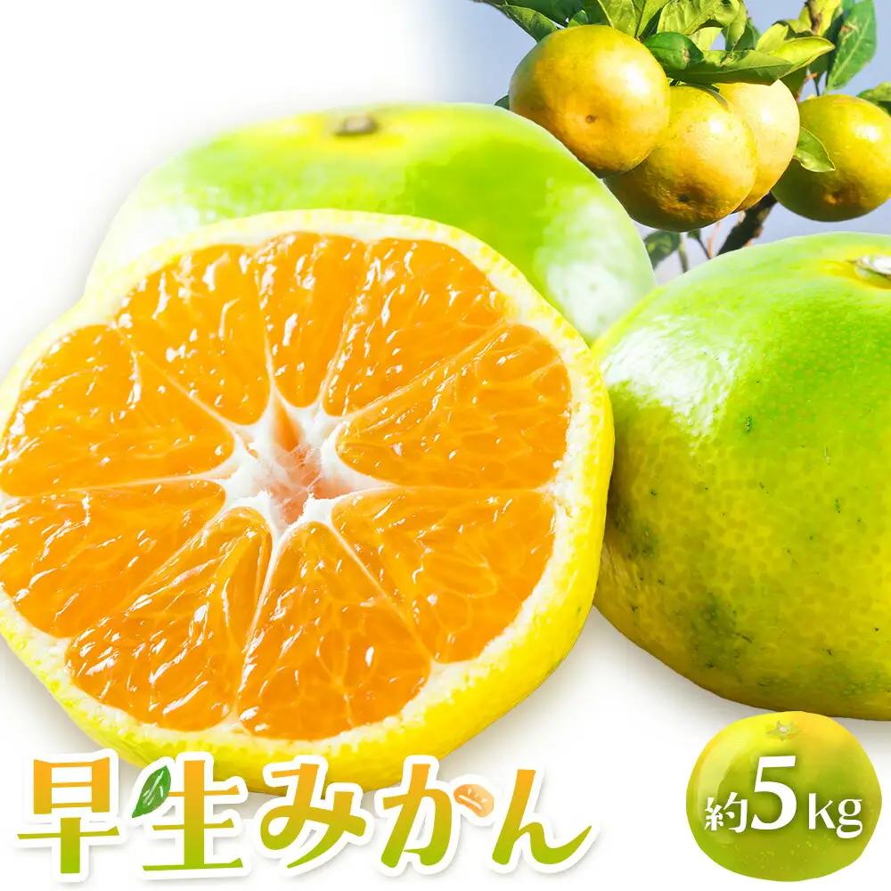 早生みかん 約5kg 農園誉 みかん