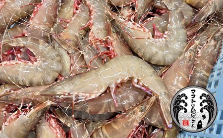 【沼島産】足赤エビ（クマエビ）200ℊ×3袋　◆配送11/1～2/28