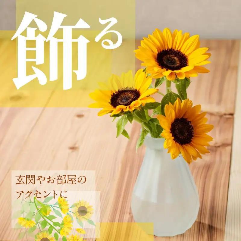 ご家庭用　ヒマワリ切花【2026年6月中旬～2026年9月下旬配送】