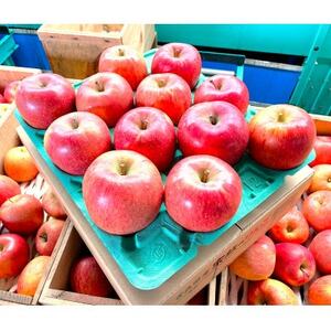 【2025年12月発送予定】平均糖度13度以上! 葉とらずサンふじ 約3kg 訳あり【配送不可地域：離島】【1682156】