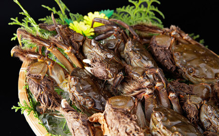 【先行予約】清流鏡川産ツガニ 〈2025年9月から発送〉【土佐の廣丸】 [ATAL002]