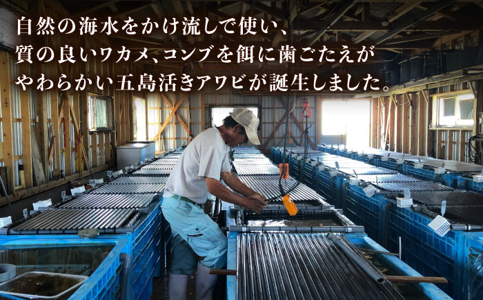【日付指定必須】五島産養殖 アワビ・バーベキューセット 30個セット 約750g 五島市/（有）都工業 BBQ あわび 鮑 [PEX007]