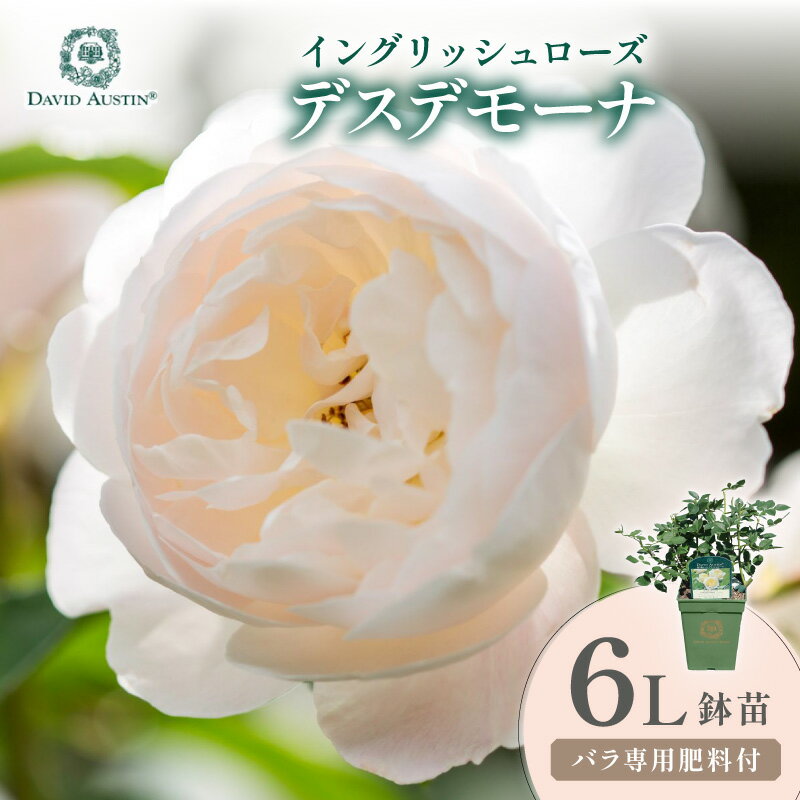 【ふるさと納税】【イングリッシュローズ】デビッド・オースチン デスデモーナ 6L鉢苗（バラ専用肥料付）