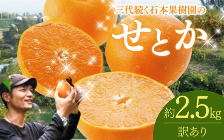 【先行予約】【訳あり】せとか 石本果樹園の美味しい せとか 約2.5kg 9～15玉【2026年2月中旬から3月中旬までに順次発送】 / みかん ミカン 蜜柑 フルーツ くだもの 果物 せとか 訳ありせとか 家庭用 ご家庭用 人気【min019】