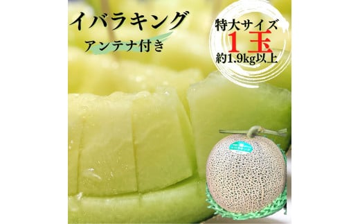 イバラキングメロン（アンテナ付き・特大）1玉（約1.9kg以上）