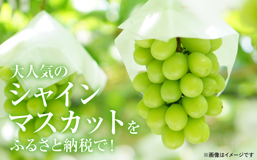 【先行予約】 熊本県八代市東陽産 山本さん家の「シャインマスカット」 1房入り (約500g) ぶどう 果物 くだもの フルーツ 青果物 【2025年8月上旬より順次発送】
