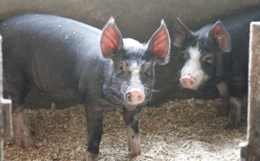 国産の黒豚肉を思う存分楽しめる大人気の焼肉セット！ハンバーグも一緒に！