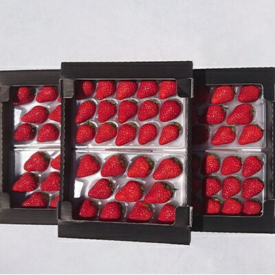 【ふるさと納税】【2026年発送】静岡県産いちご「紅ほっぺ+すずの薫り」6パック 約1.6kg(約270g×6)【配送不可地域：離島・北海道・沖縄県・東北・中国・四国・九州】【1127879】