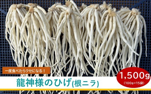 先行予約[2026年12月発送] 根ニラ【龍神様のひげ】 1,500g[100g×15袋]/ すわファーム 根ニラ ニラ 野菜 香味野菜 根菜 高原野菜 信州 長野県 諏訪市 諏訪湖 諏訪 [91-02]