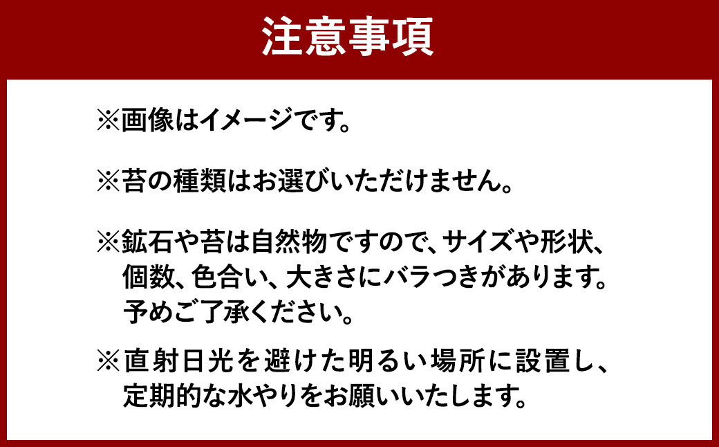 【手づくりキット】グラスビン苔テラリウム【インテリア】