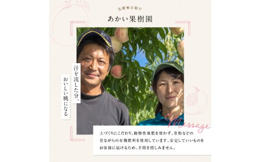 福島の桃 さくら白桃2kg（4～7玉） 【あかい果樹園】 2025年出荷分 先行予約 フルーツ 果物 もも モモ momo  桃 デザート くだもの 果実 食品 F20C-911