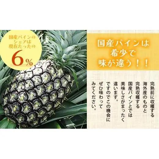 ＜先行予約＞ 石垣島産 ハワイ種パイン 2～3玉 約3kg 