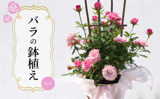 バラ 鉢植え ピンク ( ギフト プレゼント 贈答 花 フラワー プロポーズ 記念日 お祝い 自然 贈り物 ローズ 植物 バラ鉢苗 バラ苗 ガーデニング 産地直送 お取り寄せ 癒やし 香り リラックス ) 下関 山口