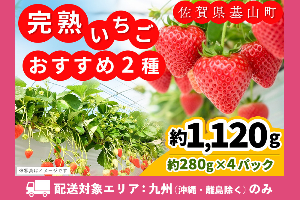 【九州内配送】【先行受付 2026年1月より発送】【農場直送！】いちご2品種食べ比べ(約280g×4P)【ふるさと納税 基山町産 いちご イチゴ 朝採れ 完熟果】K100030