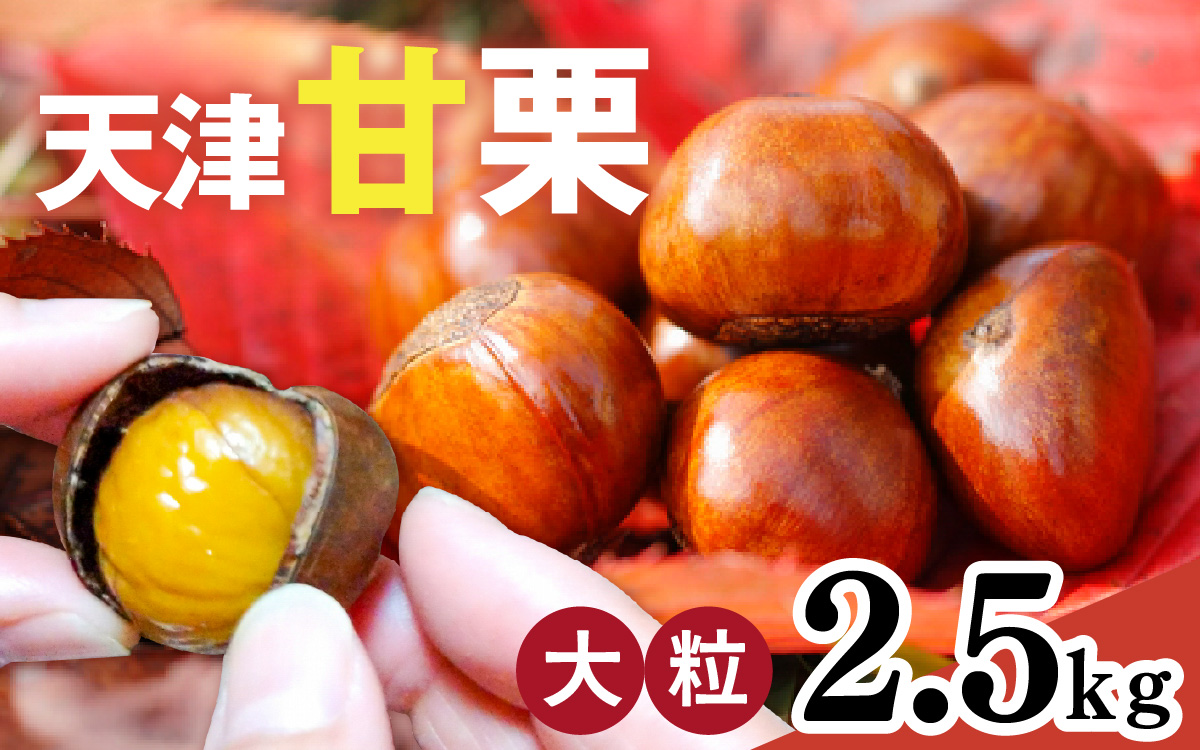 【先行予約】天津甘栗 2.5kg ※2026年10月下旬以降順次発送 ／ 焼きたて 栗 くり マロン 秋 おやつ 栗爪 殻付き お菓子 おつまみ 人気 高リピート 小分け 栗ご飯 栗きんとん 甘露煮 こだわり 手軽 おためし お試し