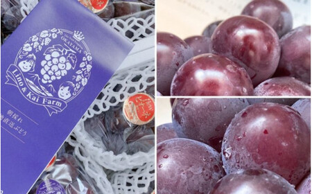 2026年先行予約【ご贈答用】 ニューピオーネ 3房～４房入り （2kg前後 化粧箱入） Lino＆Kai Farm  ぶどう 岡山 真庭市 ピオーネ ギフト 【linokai006-02】