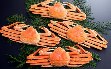 【12/27~12/31にお届け】ずわいがに（450g～550g） 4尾入り 北海道森町水揚げ かに カニ 蟹 ガニ がに 森町 ふるさと納税 北海道 ずわいかに ズワイガニ mr1-1103