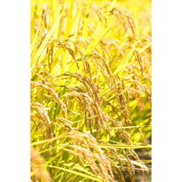 ふるさと納税 沼田市 【5kg】天狗印厳選米「コシヒカリ100」令和6年産 |  | 01