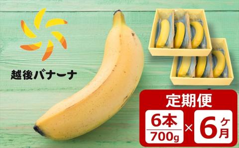 【定期便・雪国新潟産バナナ】6本（700g）×6回 濃厚な甘さともっちり食感！安心安全の越後バナーナ