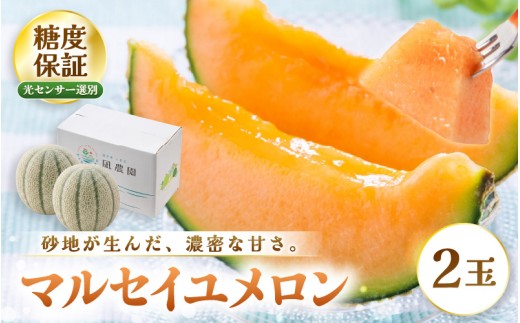 【先行予約】 マルセイユメロン (赤肉) 2玉 糖度15度以上 三里浜砂丘地産 糖度保証 【2027年6月上旬以降順次発送予定】 メロン めろん フルーツ デザート 果物 くだもの 果実 糖度 甘い 産地直送 国産 [B-22101]