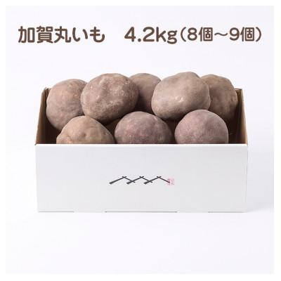 ふるさと納税 能美市 加賀伝統野菜!令和8年度産　加賀丸いも　4.2kg