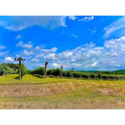 ふるさと納税 北見市 桜夢雫　山幸 750ml |  | 02