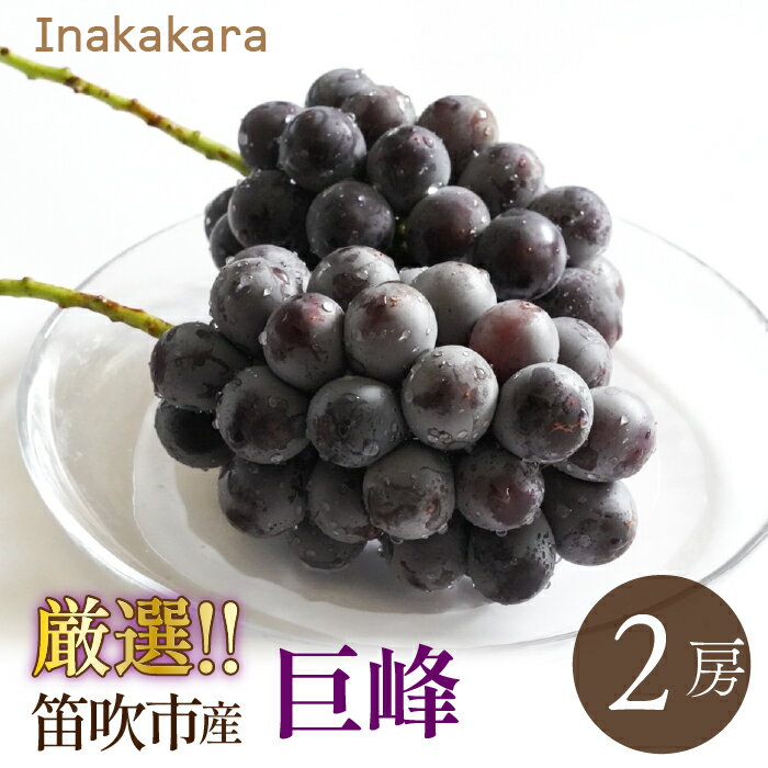 【ふるさと納税】【2026年発送★先行予約】巨峰2房(1~1.2kg) ふるさと納税 おすすめ ランキング 巨峰 笛吹市 国産 人気 期間限定 ぶどう ブドウ 葡萄 旬 果物 フルーツ 山梨県 送料無料 192-028