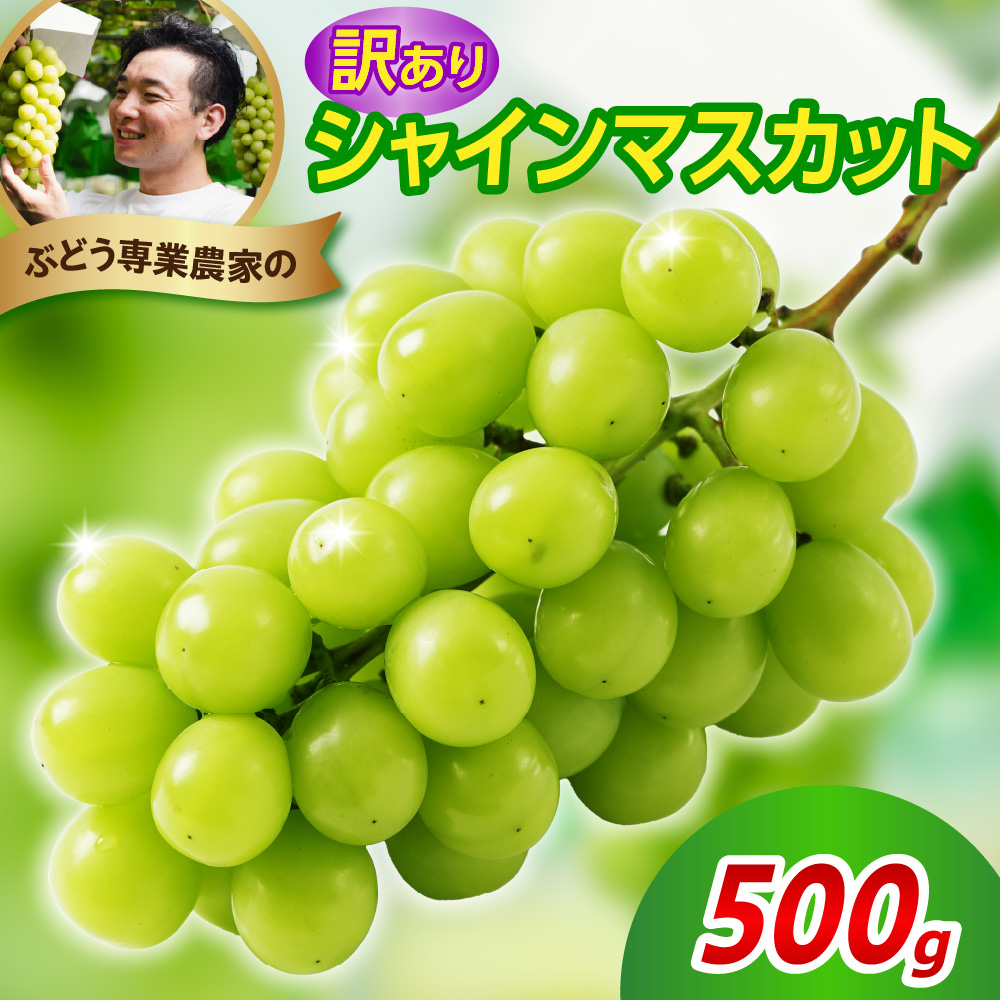 【先行予約】 令和8年産 訳あり シャインマスカット 500g 2026年9月上旬頃～お届け予定