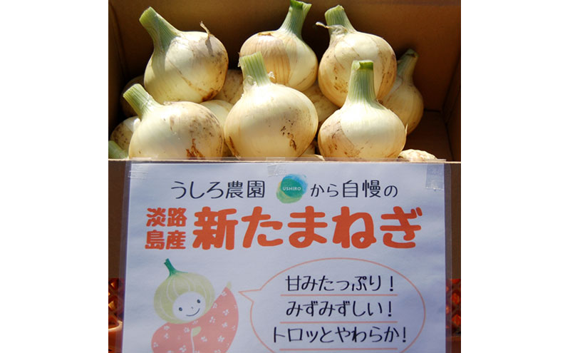 淡路島　春の新玉ねぎ　5kg　早生 新玉ねぎ 玉ねぎ たまねぎ 玉葱 オニオン 野菜 肉厚 ジューシー スライス ホイル焼き レンジ調理 バター醤油 旬 兵庫県 洲本市 淡路島
