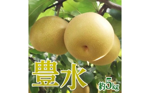 茨城県産【豊水梨】約5kg【土浦市産】