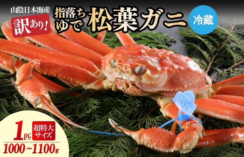 【訳あり！指落ち松葉がに】山陰沖ゆで松葉がに 1ｋｇ～1.1ｋｇ 超特大サイズ（12月発送）／北畿水産　HK00327