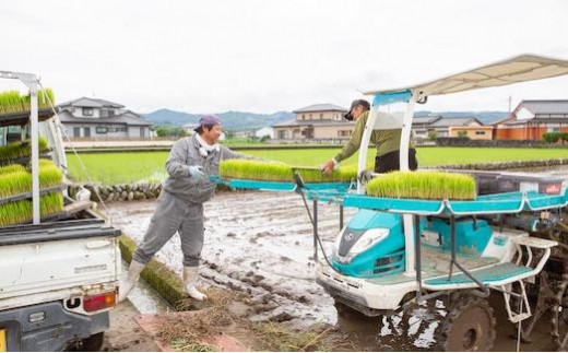 【6ヶ月定期便】日永園 ヒノヒカリ 白米3kg×6ヶ月 【2025年11月下旬より発送予定】 米 お米 ご飯  うきは市
