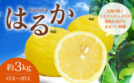 みかん 【先行受付】はるか 約3kg（15玉～20玉）【2025年2月上旬～2025年5月下旬発送】みかん 柑橘 はるかみかん はるかちゃん はるかみかん３キロ  ジューシーはるか 【吉田レモニー】