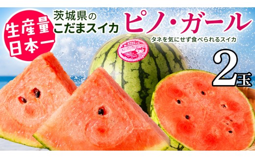 
                  《 2027年 収穫分 》タネが気にならない 小玉スイカ ピノ・ガール 2玉 先行予約 国産 KEK 小玉 スイカ すいか 小玉すいか こだますいか ピノガール 国産 西瓜 フルーツ 果物 くだもの 農家直送 旬 甘い ギフト 人気 産直 昼めし旅 [BC028sa]
                