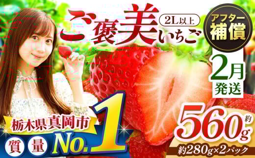 【2月発送】一粒の贅沢！ ご褒美とちあいか 2L以上 約560g 280g×2パック いちご |  1月  おいしい 取り寄せ プレゼント | 生産量 日本一 果物 フルーツ 苺 イチゴ 25/26年分 シーズン 先行受付 栃木県 真岡市 送料無料