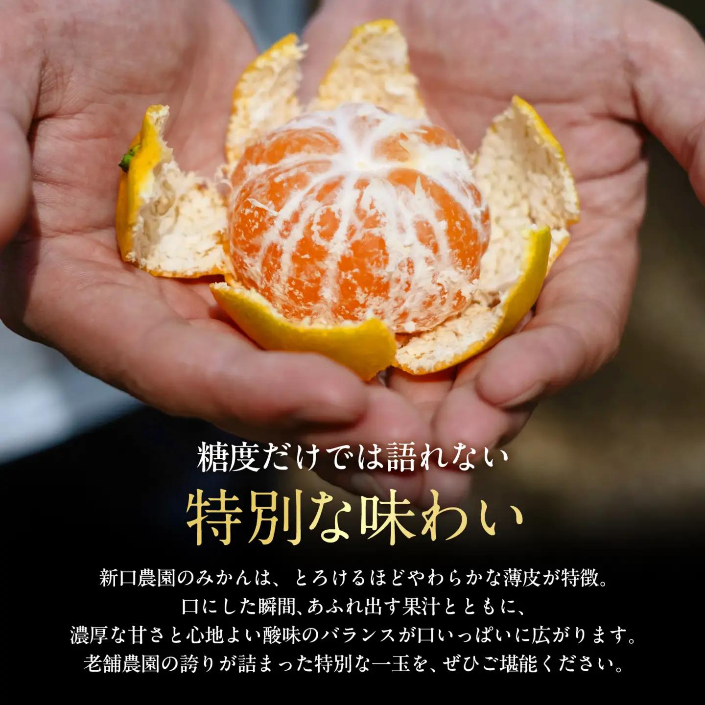 【先行受付】【天皇杯受賞産地】川上みかん 10kg【小玉】【愛媛県八幡浜市】新口農園厳選【E70-127】【1684228】 YWTK126