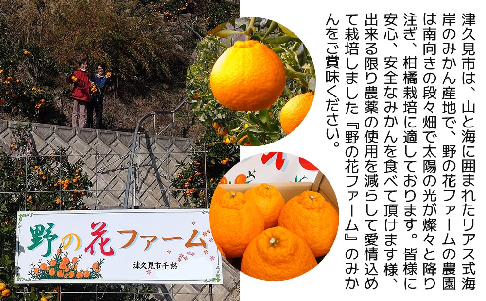 【先行予約】不知火 6kg 手選別完熟 みかん ミカン オレンジ フルーツ 柑橘類 大分県産 九州産 津久見市 国産【tsu002803】