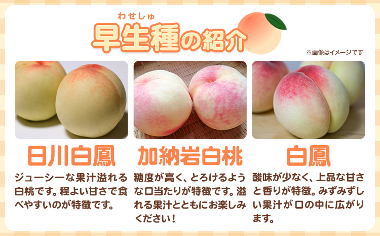 【先行予約】 岡山の白桃 早生種 3玉 約840g 晴れの国 おかやま館(つむぐ株式会社) 《6月下旬-7月中旬頃出荷》岡山県 浅口市 フルーツ モモ 果物 青果 旬【配送不可地域あり】（離島）---