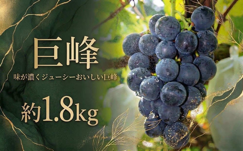 
                  鈴木ぶどう園 巨峰 約1.8kg  果物 フルーツ 葡萄 ブドウ 千葉県
                
