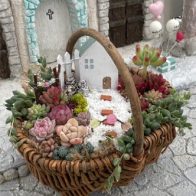 多肉BASE厳選!多肉植物の箱庭風【寄せ植え】1鉢【配送不可地域：離島】【1715898】