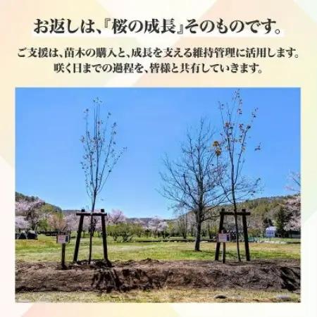 【返礼品なし】桜を雪害から復活させたい「日本一遅い桜まつり」応援寄附(1口1,000,000円)