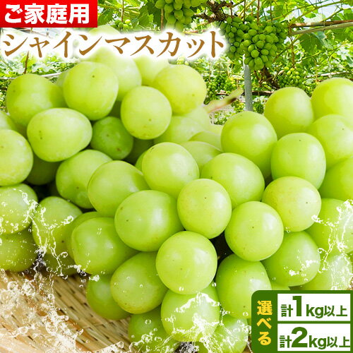 【ふるさと納税】【ご家庭用/訳あり】 シャイン マスカット 選べる 2-3房 (合計1kg以上) 3-5房 (合計2kg以上) OEC KINGDOMぶどう家 《8月下旬-10月中旬頃出荷(土日祝除く)》岡山県 浅口市 ぶどう 果物【配送不可地域あり】（離島）