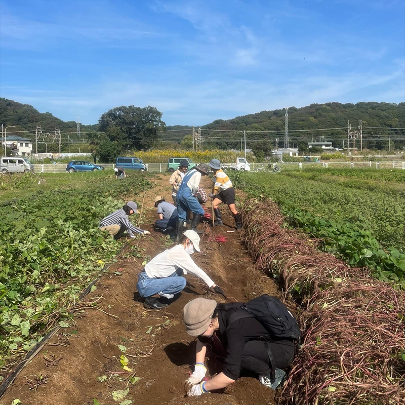旬の野菜セット（1回）【 神奈川県 大磯町 季節野菜セット 新鮮野菜】